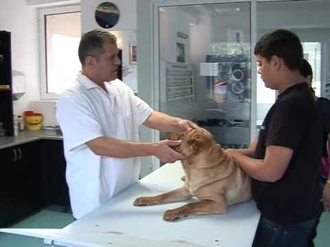 Entropion canin bilateral - dr. veterinar Safta - part 1/3