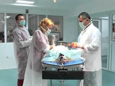 Tumora splina la caine - dr. veterinar Safta - Craiova